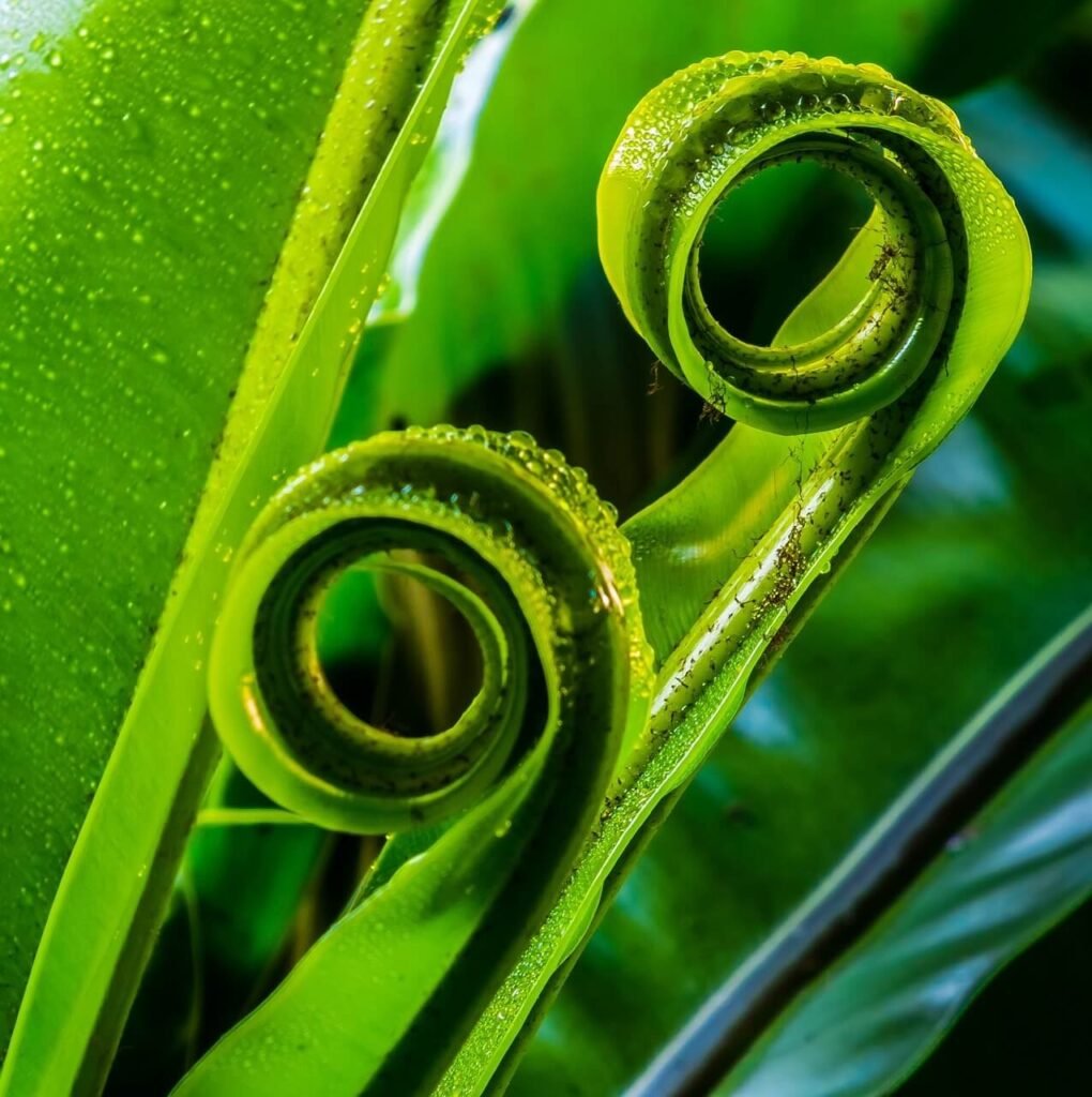 DOUBLE-FERN-LEAF-Gina-Guscott.jpg