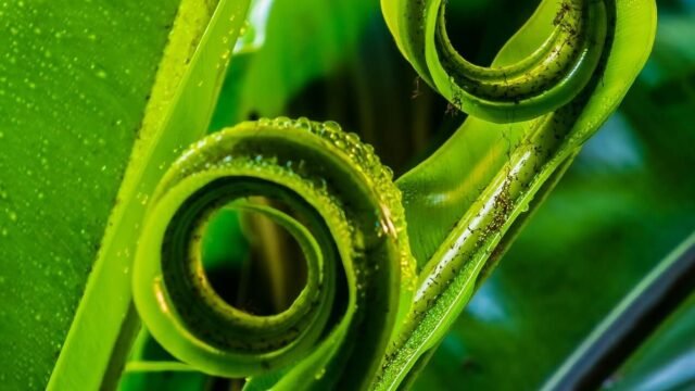 DOUBLE-FERN-LEAF-Gina-Guscott.jpg