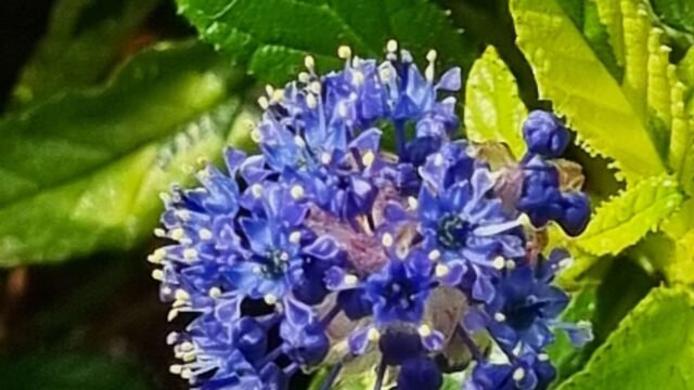 buds-blooms1-scaled-1.jpg