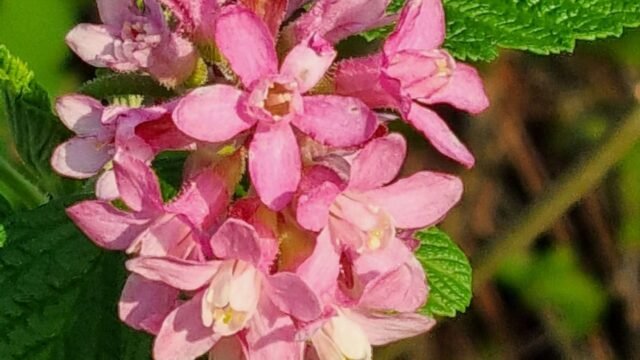 buds-blooms2-scaled-1.jpg