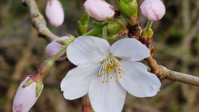 buds-blooms4-scaled-1.jpg