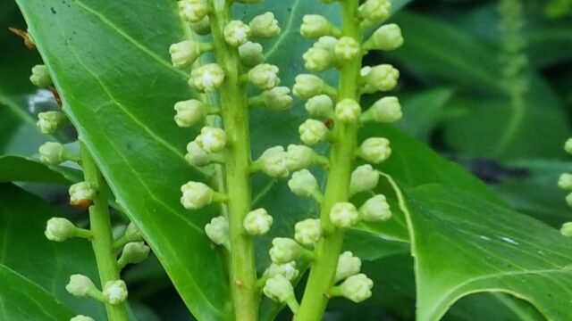 buds-blooms5-scaled-1.jpg