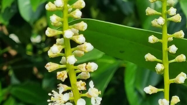 buds-blooms6-scaled-1.jpg