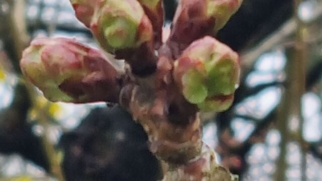 buds-blooms7-scaled-1.jpg