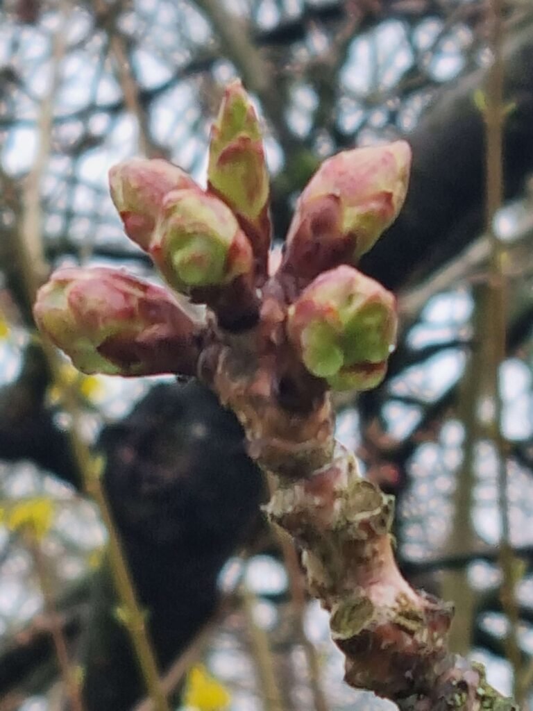 buds-blooms7-scaled-1.jpg