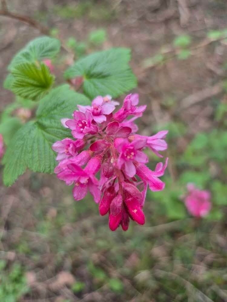budsblooms3.jpg